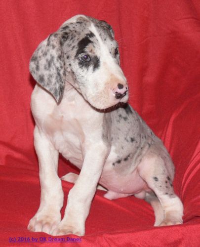 Gunter, Euro Dane, AKC-able