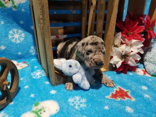 AKC Great dane pups