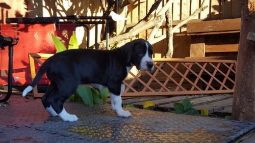 Great Dane Puppies.....