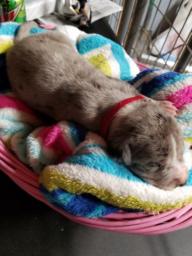 AKC Great Dane Puppies