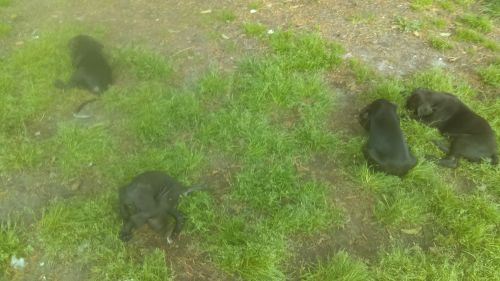 unrigestered Great Dane