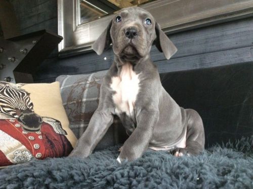 Great Dane Puppies