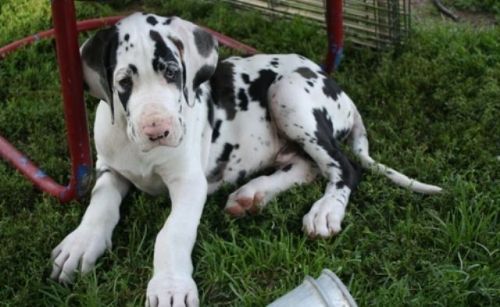 Gorgeous Harlequin Great Dane Puppies