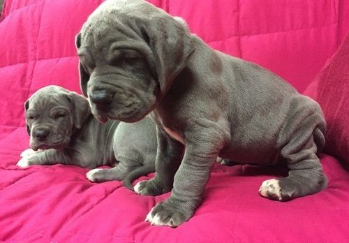Male And Female Great Dane Puppies