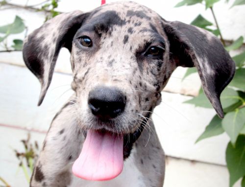 Merle Male Great Dane Puppy $800 - Landon
