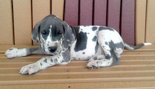 Blue Harlequin Male (09 Brown) Great Dane Puppy for Sale