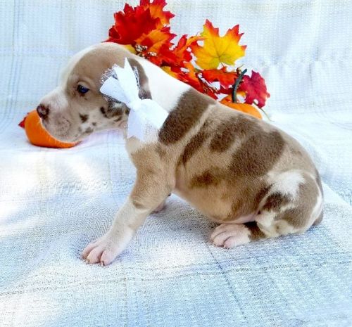 AKC Registered Chocolate Merle Mantle Female Great Dane Puppy for Sale