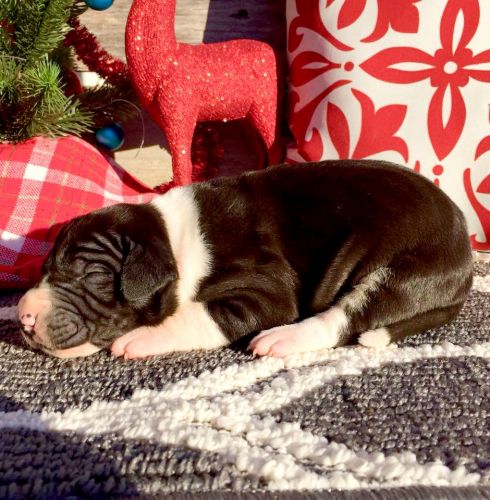 AKC Registered Female Show Marked Mantle Great Dane Puppy - Purple