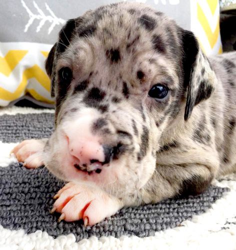 AKC Registered Male Merle Great Dane Puppy - Orange