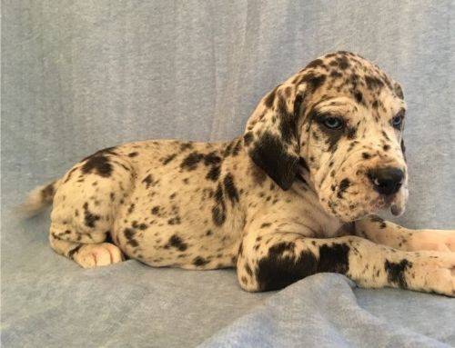 Great Dane puppies For Sale
