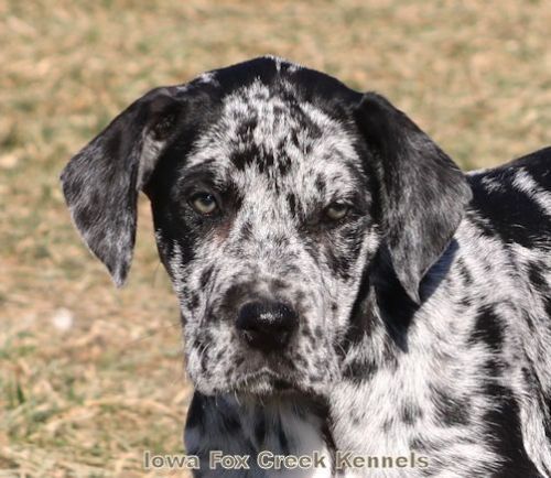Bambi-Huge AKC Merle Female Great Dane Puppy