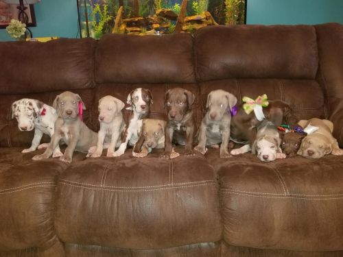 Akc great dane puppies