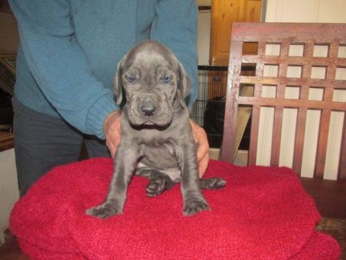 Stunning Great Danes Pups KC Reg