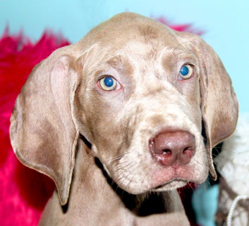akc registered lilac solid female great dane puppy $1300 OrangeWood