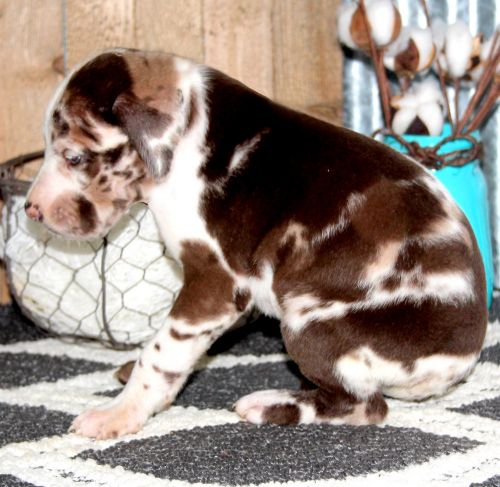 akc registered Chocolate Harlequin Male great dane puppy for sale $200