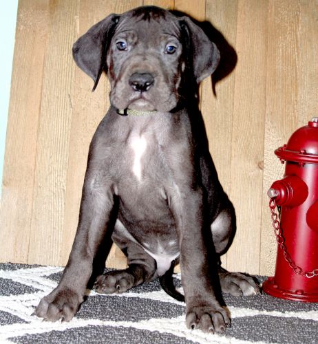 AKC Black Male Great Dane $400 Green Glitter