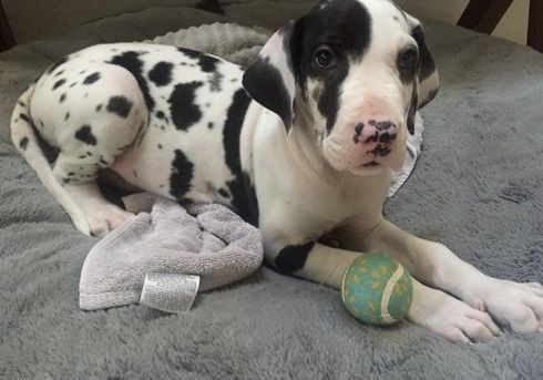 Gorgeous Harlequin Great Dane Puppies text (***) ***-***7