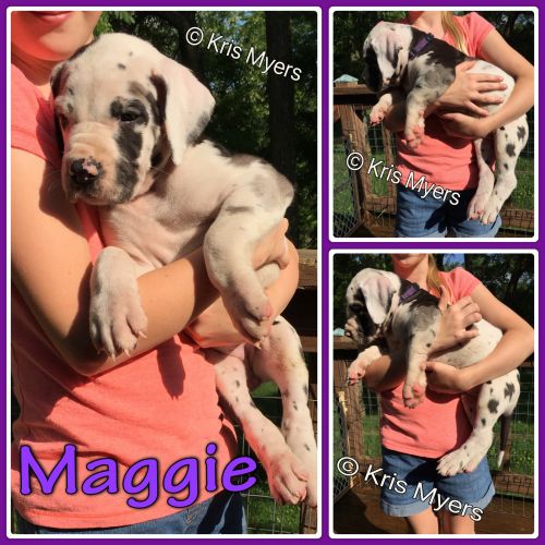 AKC Great Dane Puppies