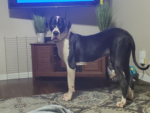 Great Dane
