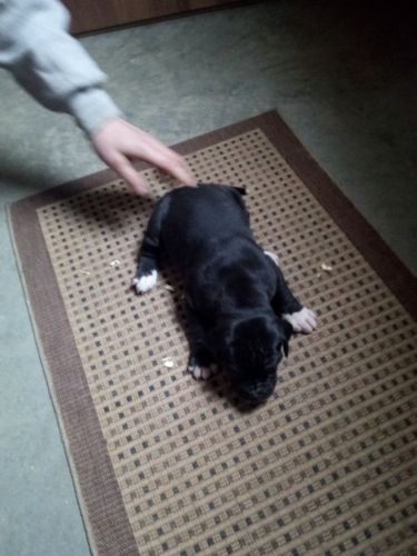 Great Dane pup for sale