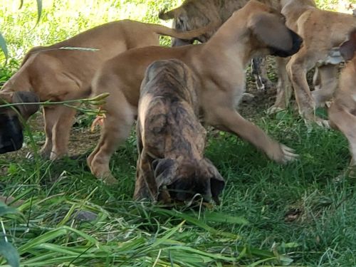 Great dane puppies