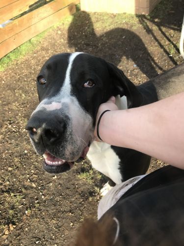 Carlos the great dane