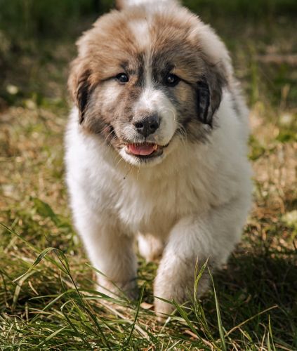 Great Pyrenees Puppies