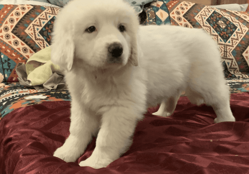 Great Pyrenees
