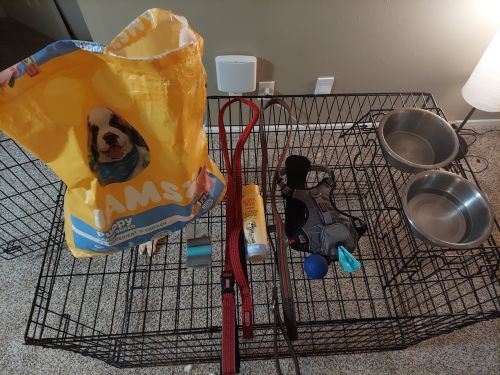 3 month old Great pyrenees