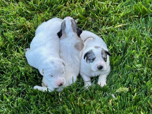 Great Pyrenees puppies