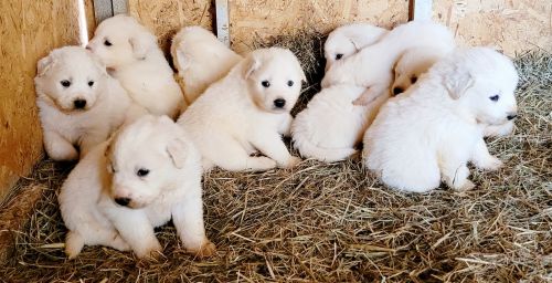 GREAT PYRENEES PUPPIES