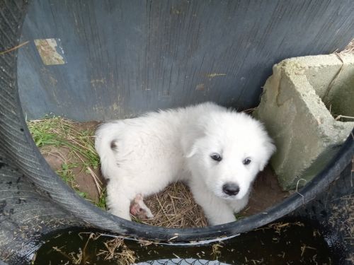 Great Pyrenees Puppies