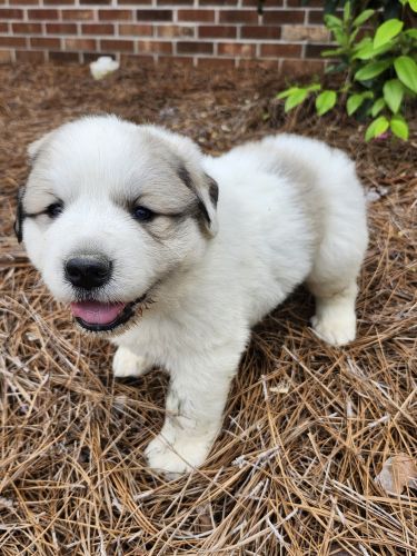 Great pyrenees puppies