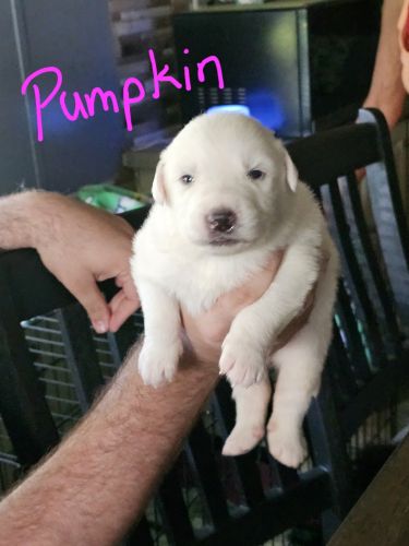 Great Pyrenees Puppies