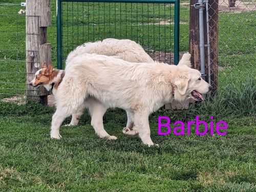 AKC Great Pyrenees - Barbie DOB 12/12/2024