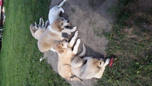 Great Pyrenees Puppies for sale in Kansas City, KS, USA. price: $150