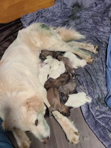 Great Pyrenees puppies