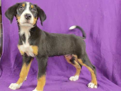  Leroy  Swiss / Berner Hybrid