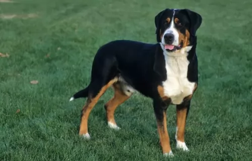greater swiss mountain dog dog - characteristics