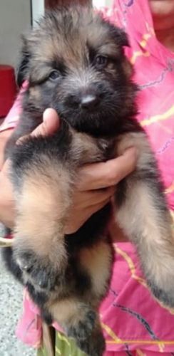 German Shepherd Puppy