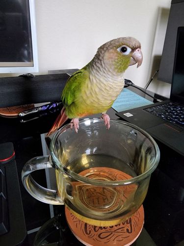 Rehoming A Loving/Personable Conure