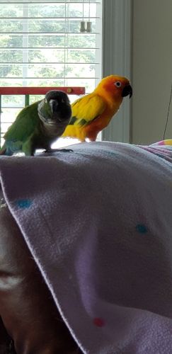 Bonded pair of Conures