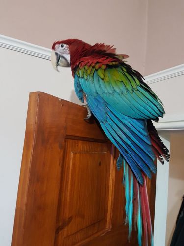 Green Wing Macaw