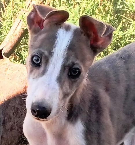 AKC Reg. Greyhound Puppies