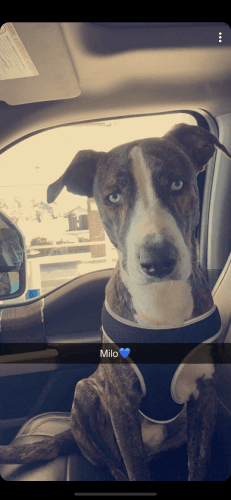 Greyhound/ American Bulldog