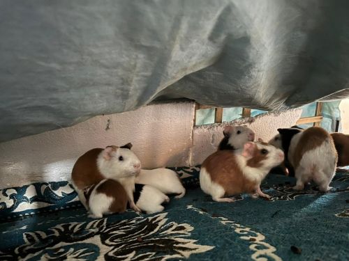 guinea pigs