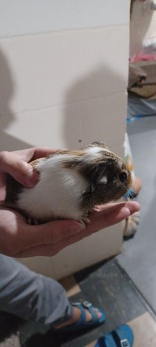 Guinea pig