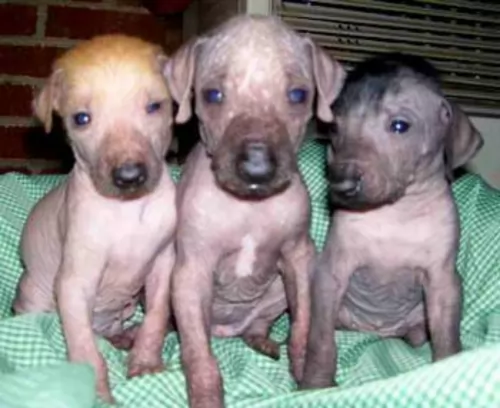 hairless khala puppies - health problems