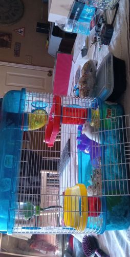 Baby girl looking for better home!!