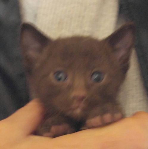 Havana brown kittens for sale